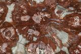 Colorful, Petrified Wood (Araucaria) Slice - Madagascar #105391-1